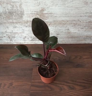 Philodendron "Black Cardinal" - Obrázok č. 1