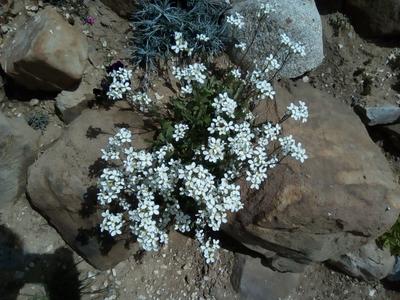 Skalnička, biele kvety - Obrázok č. 1
