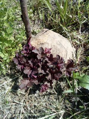 Bordovo-fialová heuchera - Obrázok č. 1