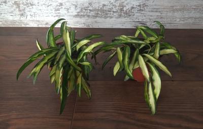 Hoya wayetii "Tricolor" - Obrázok č. 1