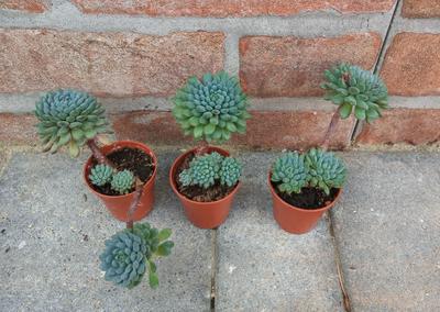 Echeveria setosa var. deminuta (Echeveria rundelli) - Obrázok č. 1