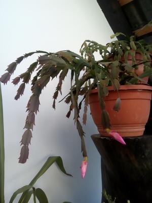 Vianočný kaktus ružový - Obrázok č. 1
