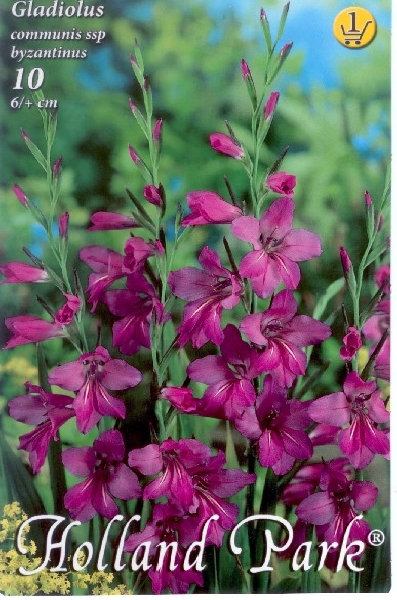 Gladiolus comm. ssp byzantinus - cibuľky - Obrázok č. 1