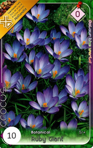 Botanické krokusy - cibuľky - Obrázok č. 1