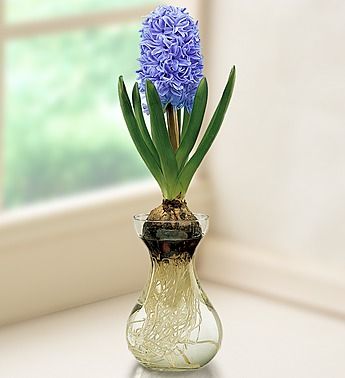 Hyacintova váza - Obrázok č. 1