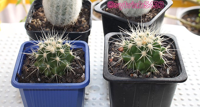 kaktusy echinocactus grusonii - Obrázok č. 1