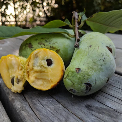 Asimina Triloba - Paw Paw - Obrázok č. 1