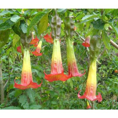 Brugmansia - semená - Obrázok č. 1