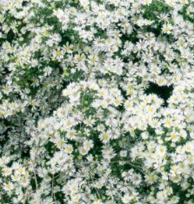 Aster ericoides 'Snowflurry' - Obrázok č. 1