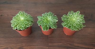 Aeonium tabuliforme "Variegata" - Obrázok č. 1