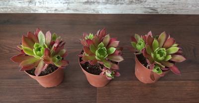 Aeonium "Phoenix Flame" - Obrázok č. 1