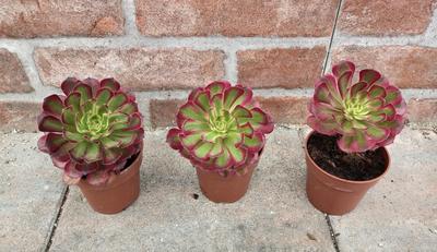 Aeonium "Mardi Grass" - Obrázok č. 1