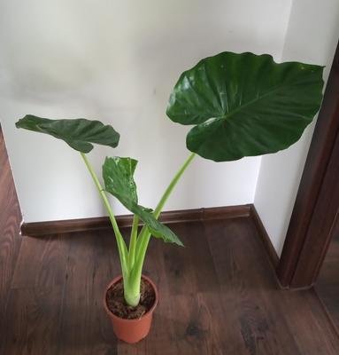 Alocasia macrorrhiza (Slonie ucho) - Obrázok č. 1