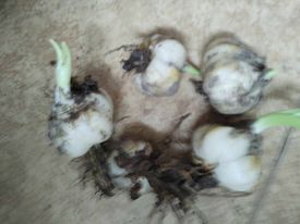 Cibuľky ľalie biele liečivé -lilium candidum. Obvod cibule 18/20 - Obrázok č. 1
