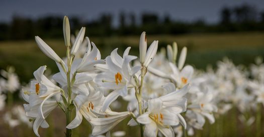 Cibuľky ľalie biele liečivé -lilium candidum. Obvod cibule 16/18 - Obrázok č. 1