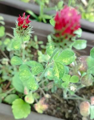 ďatelina purpurová - Trifolium incarnatum - Obrázok č. 1