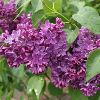 Orgovan na predaj - Obrázok č. 1