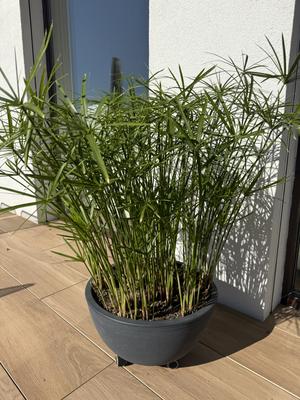 Šáchor - Obrázok č. 1