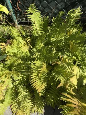 Papraď - Obrázok č. 1