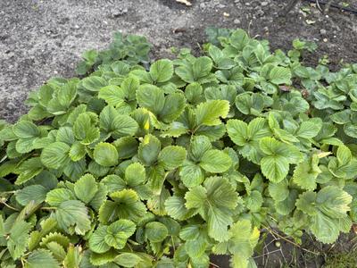 Jahody Elsanta - Obrázok č. 1