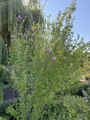 Ibištek sýrsky - Obrázok č. 1