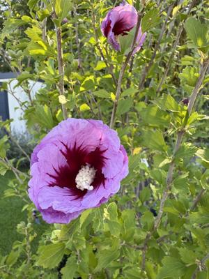 Ibištek sýrsky - Obrázok č. 1