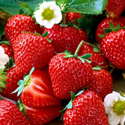 Jahody Sengy Sengane - Obrázok č. 1