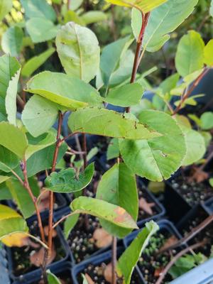 Muchovnik rôzne druhy - Obrázok č. 1