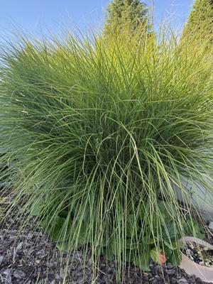 Ozdobnica čínska - Obrázok č. 1