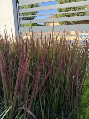 Imperata - Obrázok č. 1