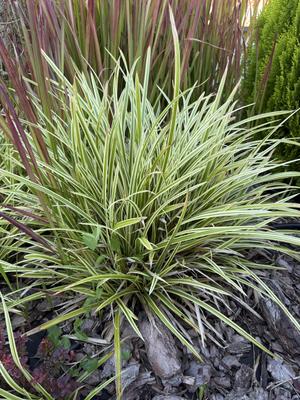 Ostrica japonská - Obrázok č. 1