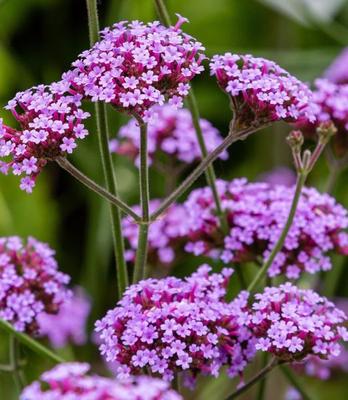 Verbena - Obrázok č. 1