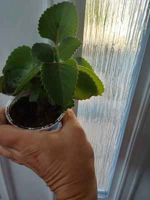 Rymovník ,Nadchovník - Obrázok č. 1