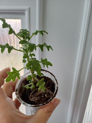 Migrenovník - Obrázok č. 1