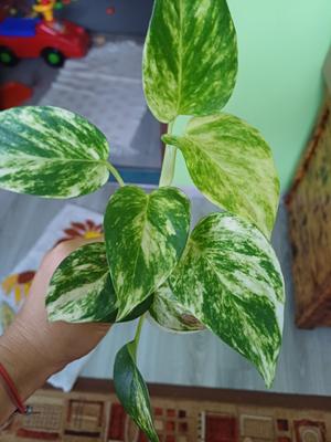 Potosovec zlaty - Obrázok č. 1