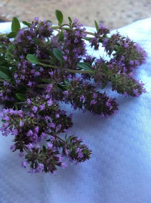 Materina dúška-masť - Obrázok č. 1