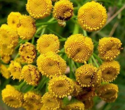 Vratič obyčajný - Obrázok č. 1