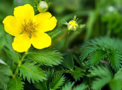 Natrznik husi - Obrázok č. 1