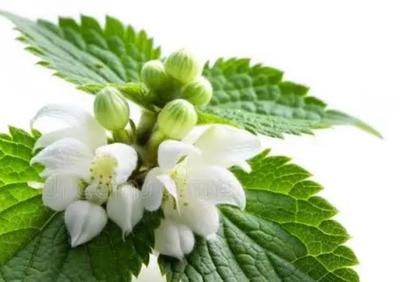 Hluchavka biela - Obrázok č. 1