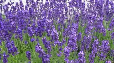 Levanduľa lekárska - Obrázok č. 1