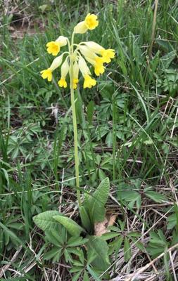 Prvosienka jarná tinktura - Obrázok č. 1