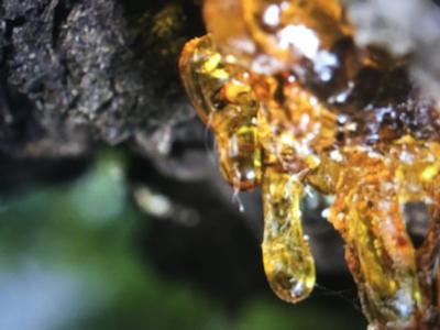 Živicova masť - Obrázok č. 1