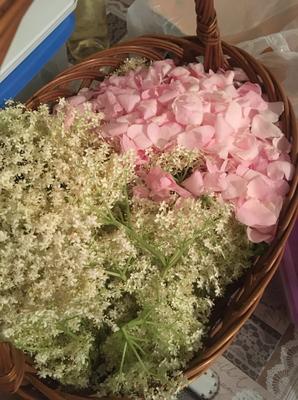 Ruža šípková masť - Obrázok č. 1