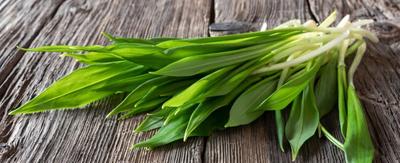 Medvedí cesnak tinktura - Obrázok č. 1