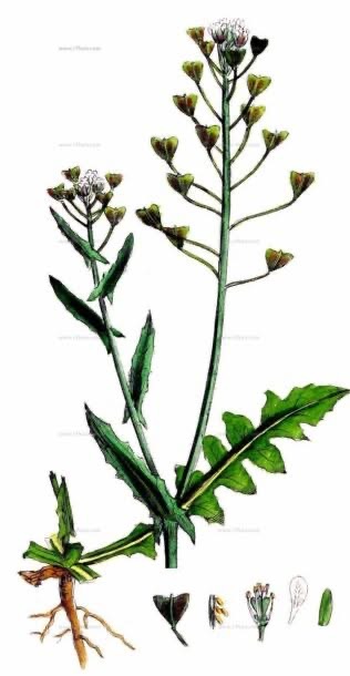 Pastierska kapsicka tinktura - Obrázok č. 1