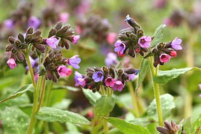 Plucnik lekársky - Obrázok č. 1