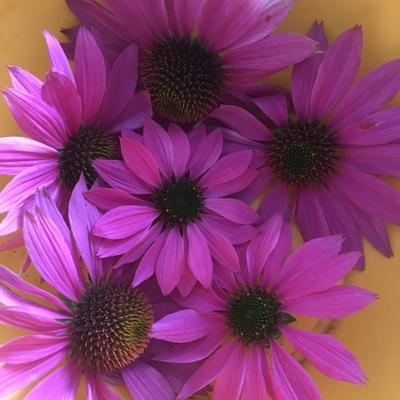 Echinacea purpurová - Obrázok č. 1