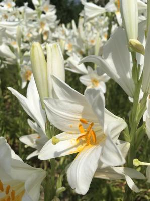 Ľalia biela tinktura - Obrázok č. 1