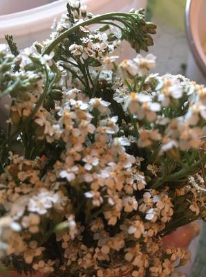 Rebríček obyčajný -tinktura - Obrázok č. 1