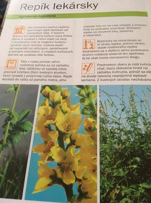 Repík lekársky-tinktura alebo masť - Obrázok č. 1